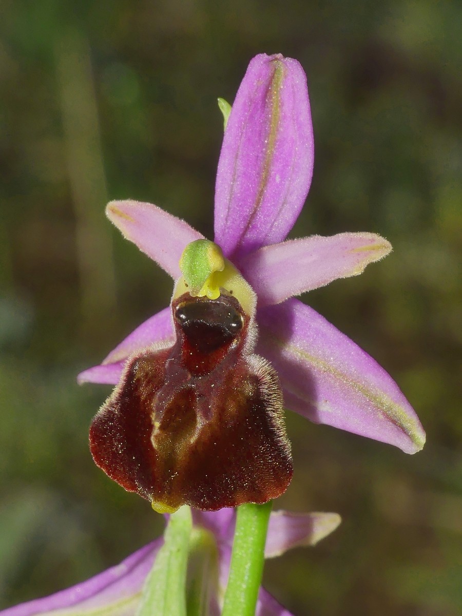 Ophrys exaltata subsp. montis-leonis e forme di variabilit nel Lazio, marzo e aprile 2018